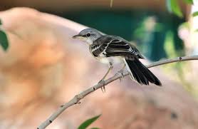 Check spelling or type a new query. 9 Eerily Beautiful Songs Of Night Birds