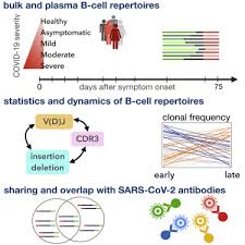 Dynamics of B cell repertoires and emergence of cross-reactive responses in  patients with different severities of COVID-19 - ScienceDirect