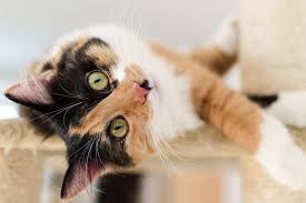 As kittens, they love to get into mischief and run around, while as adults, they are great hunters and loyal companions. 150 Fun Names For Your Calico Cat Daily Paws