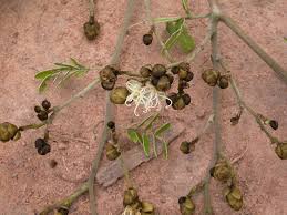 Image result for Julbernardia