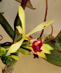 Image result for Vanilla polylepis