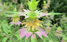 They will begin to flower poorly, grow irregularly and develop a woodiness in their centers. Complete Guide To Spotted Bee Balm Monarda Punctata Growit Buildit