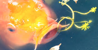 You should not disrupt the pond environment by . Baby Koi A Fry Guide Koi Story