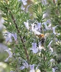 Image result for Rosmarinus officinalis