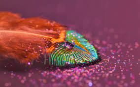 Desktop Peacock Feather Hd Wallpapers 3d Hd Picture Design Free Download For Backgrou Feather Wallpaper Macro Photography Wallpaper Beautiful Macro Photography