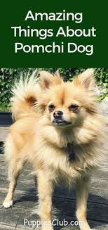 Looking for the perfect chihuahua mix? 11 Best Pomeranian Chihuahua Mix Ideas Pomeranian Chihuahua Mix Pomeranian Chihuahua Chihuahua