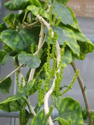 Image result for Pyrenacantha