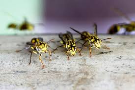 Se débarrasser nid de guepes. Nid De Guepes Que Faire Et Comment S En Debarrasser