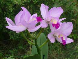 Cattleya Orchid Flowers Types Of Flowers Types Of Purple Flowers