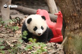 Ipanda Panda Bear Panda Baby Panda