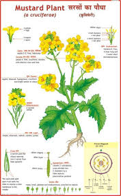 Mustard Plant Chart Paper Print Educational Posters In