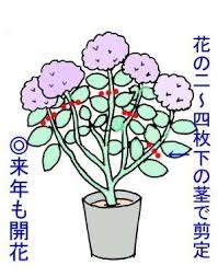 アジサイの剪定方法 アジサイ 花の育て方 剪定