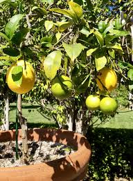 Meyer Lemon Tree Meyer Lemon Tree Landscape Design Lemon Tree