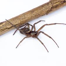 Which spider bites can be fatal? How To Identify A False Widow Spider And What You Should You Do If One Bites You Derbyshire Live