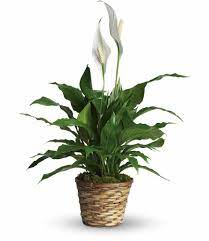 We did not find results for: Small Peace Lily Spathiphyllum In Simi Valley Ca Michael S Flowers