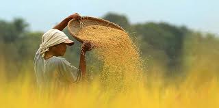 Check out our wheat plantation selection for the very best in unique or custom, handmade pieces from our shops. Philippine Harvest Promotes Sustainable Farm Tourism Tourism News Live
