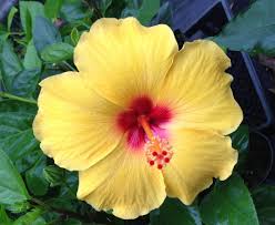 The names of the most common flowers have been pick up fresh flowers from florists and utilize them for various purposes. Sanibel Tropical Hibiscus Live Plant Large Golden Yellow Red Throat Single Flower Starter Size 4 Inch Pot Emeralds Tm Emerald Goddess Gardens