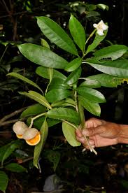 Image result for Voacanga