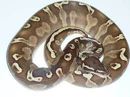 Ghi Butter Male 339 Gram Super Potent Combo Cute Animals Ball Python Morphs Ball Python
