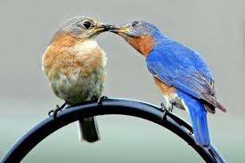 30 Beautiful Bluebird Pictures And Images Goruntuler Ile