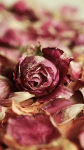 2160x3840 Wallpaper Rose Bud Petals Dry Rose Rose Wallpaper Food Wallpaper