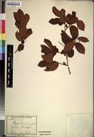 Image result for Diospyros loureiriana