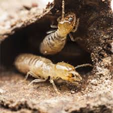 We have been a a reliable connecticut pest control company in operation since 1977 and experienced sinc. Eco Friendly Vermont Pest Control Company Nature S Way Pest Control