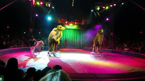 Hermanos vazquez circus accident circo. Vazquez Hermanos Circus Camels Zebras Pony Horses Routine Youtube