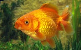 Check spelling or type a new query. Why Goldfish Keeps Opening Its Mouth Aquariumnexus