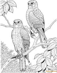 Spend more time with your family and enjoy it! Two Eagles In Tree Coloring Pages Hard Coloring Pages Coloring Pages For Kids And Adults