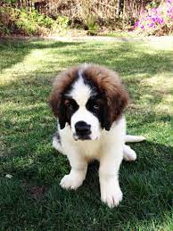 St Bernard Puppy St Bernard Puppy Cute Animal Pictures Bernard Dog