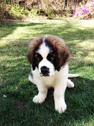 Before buying a puppy it is important to understand the associated costs of owning a dog. My New 3 Month Old Saint Bernard Meet Zeus St Bernard Puppy Bernard Dog Cute Animal Pictures