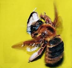 Maybe you would like to learn more about one of these? Foraging Strategies And Physiological Adaptations In Large Carpenter Bees Springerlink