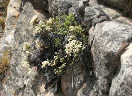 Image result for Helichrysopsis