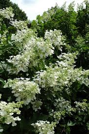 Hydrangea Paniculata Unique Hydrangea Paniculata Pflanzen Exotische Pflanzen