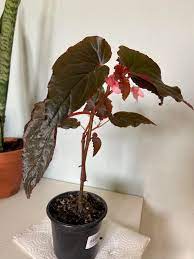 If this is the case, place them in low light areas. My New Addition Begonia Lynda Dawn I Have Never Seen It Before And Love It How Do I Care For It Though Is It Similar To The Care For Maculata Begonias
