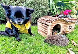 Leave a hole in fences or newly constructed walls so that hedgehogs can come and go from the garden. How To Turn Your Garden Into A Hedgehog Haven