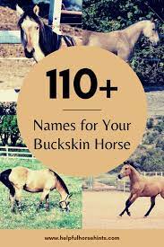 Buckskin is only a color, not a breed. 110 Buckskin Horse Names Buckskin Horse Horse Names Horses