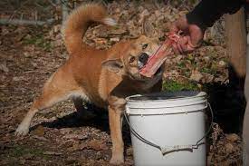 What kind of bones are safe for dogs. What Kind Of Bones Are Safe For Dogs Your Dog Advisor