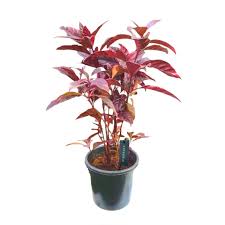 Image result for Eranthemum