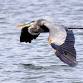 FIELD TRIP: Pelican Island National Wildlife Refug... event in Vero Beach, FL