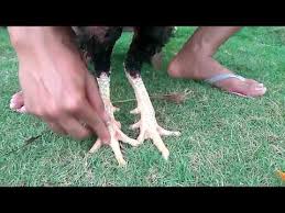 Ciri Ayam Bangkok X Pakhoy Youtube