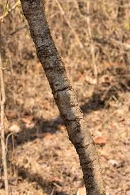 Image result for Steganotaenia