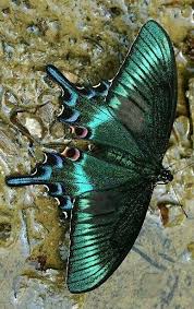 Black And White Striped Butterfly With Red Dots Pin By Marta Jansen On Butterflies And Moths In 2020 Butterfly Species Butterfly Photos Beautiful Butterflies