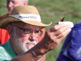 Perennial Wingstem (Verbesina alternifolia)