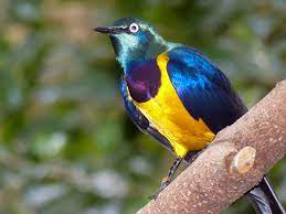 Golden-breasted Starling / Lamprotornis regius | This photo … | Flickr