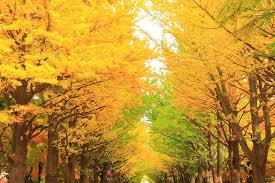 However, there's a fall theme to yuria's newest exhibit, the world of thighs photography autumn 2018, which is set to open as august draws to a. Japan Fall Leaves Calendar 2020 Seasonal Forecast And Best Spots Matcha Japan Travel Web Magazine