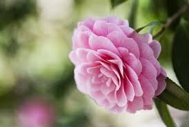 How To Grow Camellias From Cuttings In 2020 Camellia Plant Camellia Tree Indoor Flowering Plants