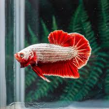 Live Betta Fish Red Dragon Hmpk Male Hmpk0986 Usa Based Seller Betta Fish Betta Fish
