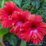 South africa (cape province) classica pianta grassa dai grandi fiori a stella, molto pelosi color carne, che puzzano proprio di carne putrefatta. Piante Da Giardino A Fiore Giallo